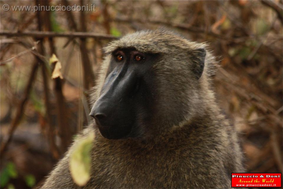 Ethiopia - Mago National Park - Babbuini - 03.jpg